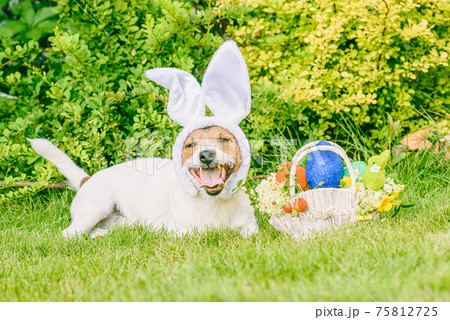 Happy dog wearing bunny ears as Easter animal concept Happy dog wearing bunny ears as Easter animal concept 75812725
