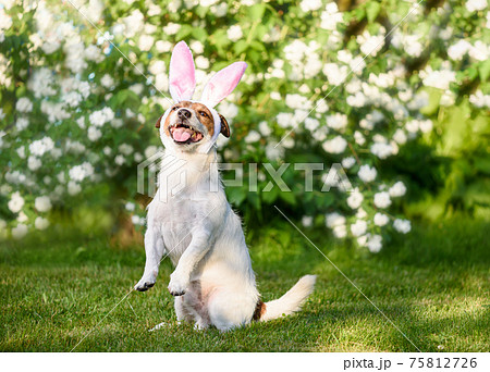 Easter holiday concept with dog wearing rabbit ears sitting in front of blossoming flowers 75812726