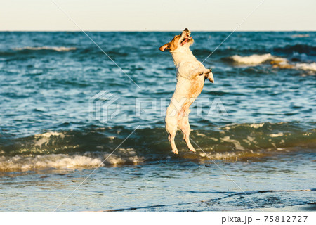 Happy dog jumping high playing at sea beach Happy dog jumping high playing at sea beach 75812727