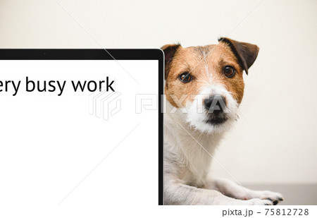 Your pet needs attention concept with sad dog peeking out behind computer display. Inscription "Very busy work" as title of document 75812728