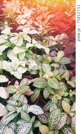 Close-up white, green and red leaves. Fittonia verschaffeltii or Fittonia albivenis plant. Lens glare 75812731