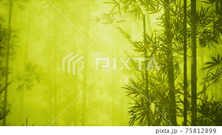 asian bamboo forest with morning fog asian bamboo forest with morning fog 75812899