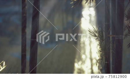 Asian Bamboo forest with sunlight Asian Bamboo forest with sunlight 75812900