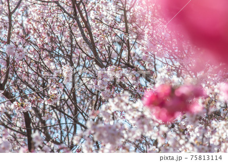 神奈川県 三ツ池公園の桜 神奈川県 三ツ池公園の桜 75813114