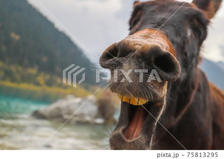 A donkey walking near a lake opens its mouth to the camera. A donkey walking near a lake opens its mouth to the camera. 75813295