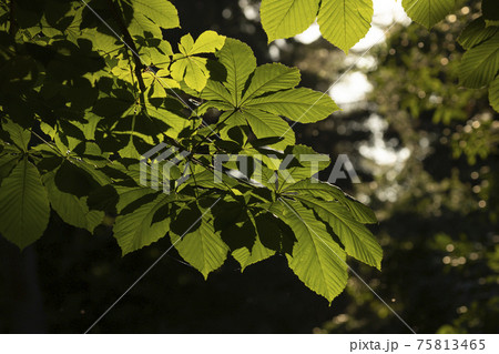 Leaves of horse chestnut, Retiro Park, Madrid. 75813465