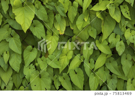 Texture and background of bindweed, Retiro Park, Madrid. 75813469