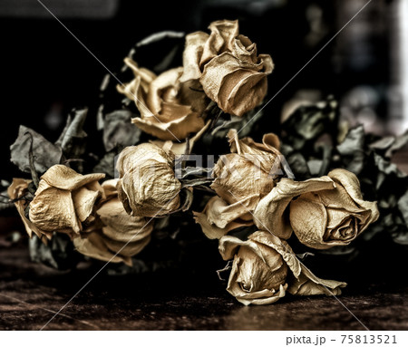 Dry faded yellow roses Dry faded yellow roses 75813521