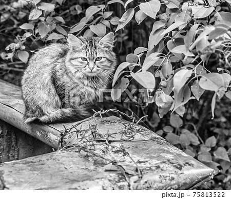 Real homeless kitten teenager at day 75813522