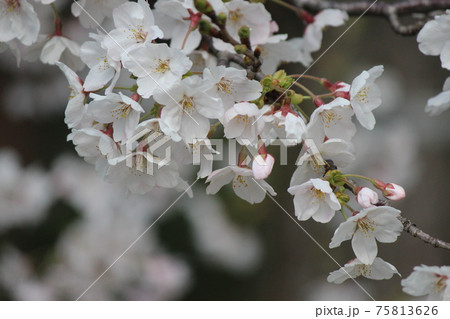 桜 75813626