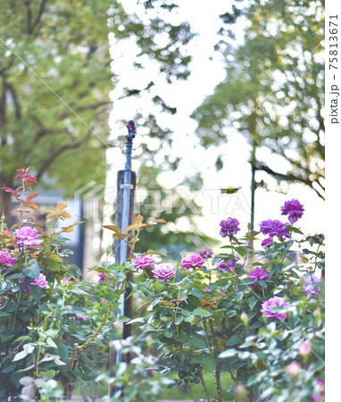 福山市のバラ公園 福山市のバラ公園 75813671