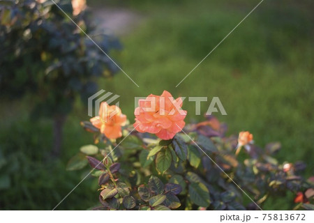 オレンジ色のきれいな花の写真 オレンジ色のきれいな花の写真 75813672