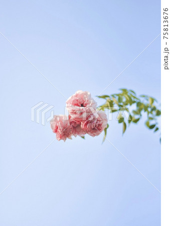 ピンク色のきれいな薔薇の写真 ピンク色のきれいな薔薇の写真 75813676