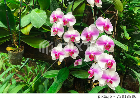 White orchid flower in garden at winter Phalaenopsis orchid. 75813886