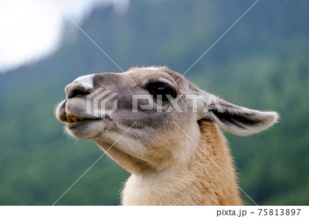 Portrait of Alpaca on a green background 75813897