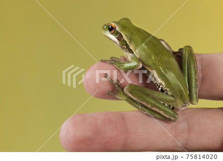 Frog, La Pampa, Argentina Frog, La Pampa, Argentina 75814020
