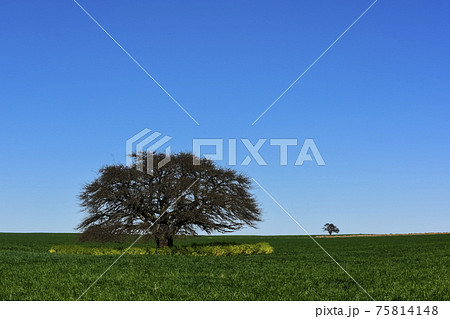 Calden Tree, Landscape,Pampas 75814148