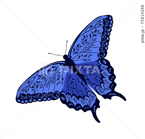 Blue butterfly vector stock illustration. Patterned wings, a summer meadow insect. Isolated on a white background. 75814266