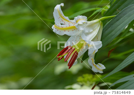 夏に大輪を咲かせて百合の女王と呼ばれる日本特産の百合ヤマユリ 夏に大輪を咲かせて百合の女王と呼ばれる日本特産の百合ヤマユリ 75814649