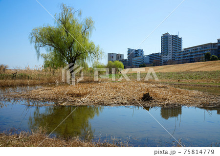 枝垂れ柳の若葉と青空　荒川　 ハードアイランド 75814779