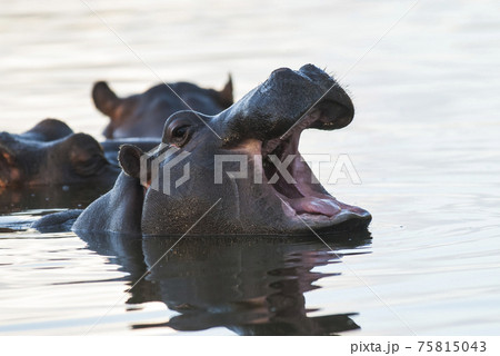 Hippopotamus , Kruger National Park , Africa 75815043