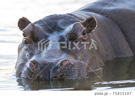 Hippopotamus , Kruger National Park , Africa 75815107