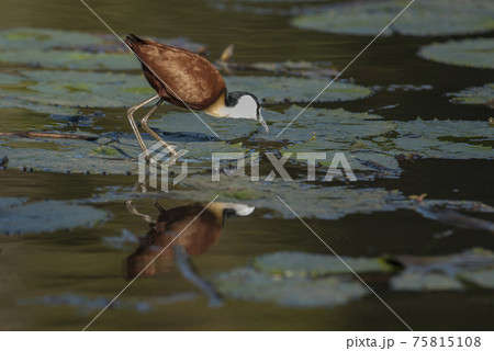 African jacana African jacana 75815108