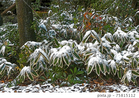 東山植物園冬景 東山植物園冬景 75815112