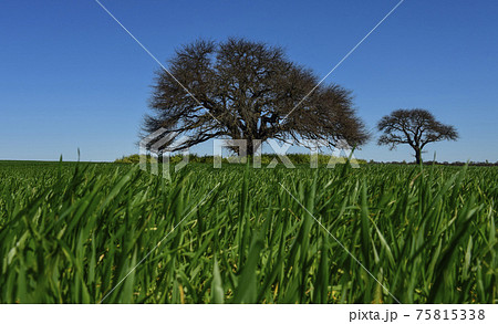 Calden Tree, Landscape,Pampas 75815338