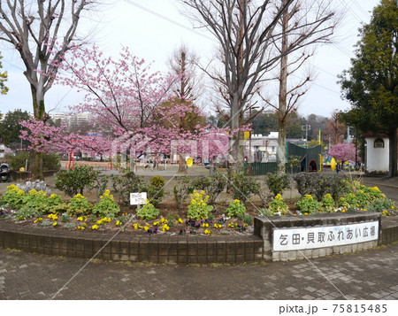 春の乞田貝取ふれあい広場 75815485