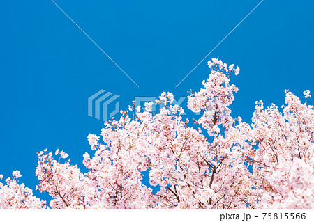 (自然ー花)青空とさくら10 (自然ー花)青空とさくら10 75815566