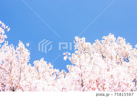 (自然ー花)青空とさくら9 (自然ー花)青空とさくら9 75815567