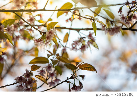 Sakura flowers blooming blossom in Chiang Mai, Thailand 75815586