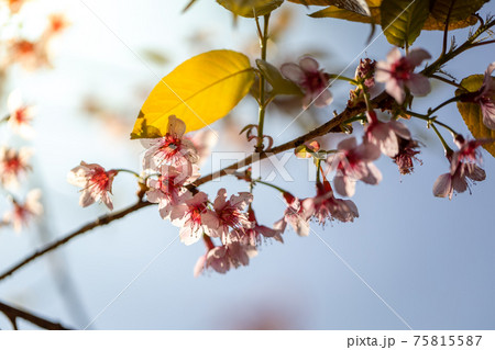 Sakura flowers blooming blossom in Chiang Mai, Thailand 75815587