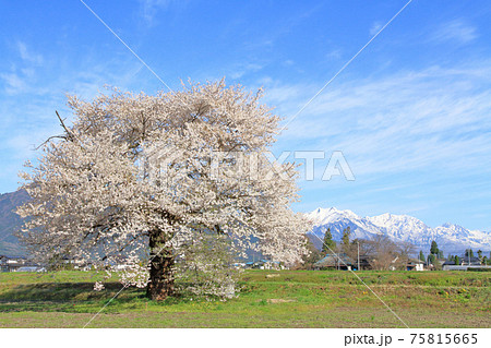 須沼の一本桜　長野県大町市 75815665