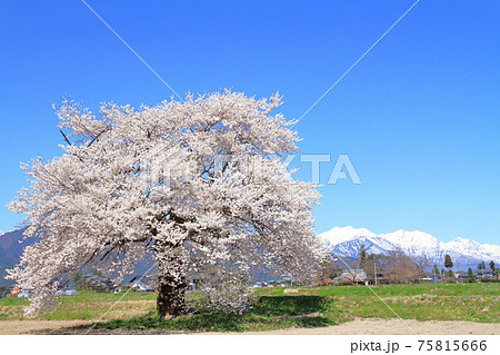 須沼の一本桜　長野県大町市 75815666