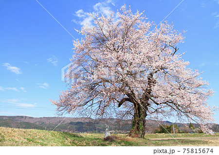 須沼の一本桜　長野県大町市 75815674