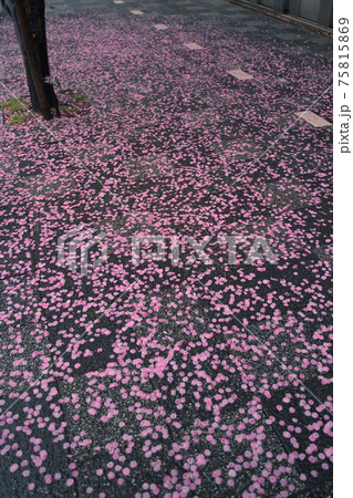 桜散り 桜散り 75815869