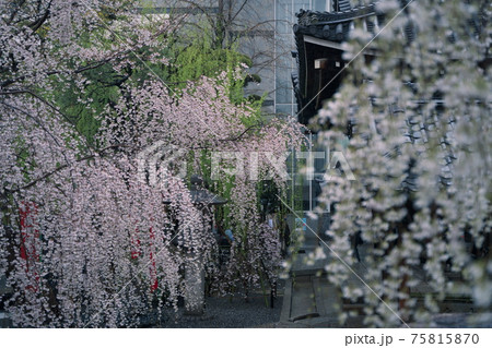 京都六角堂の桜 京都六角堂の桜 75815870