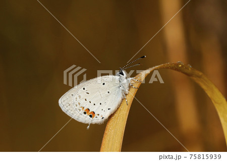 ツバメシジミ ツバメシジミ 75815939
