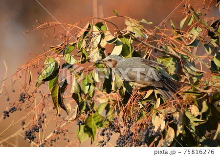 実を食べて鳴くヒヨドリ 実を食べて鳴くヒヨドリ 75816276