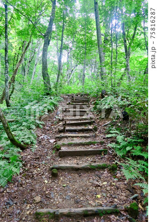 白神山地 世界遺産の径 ブナ林散策道 白神山地 世界遺産の径 ブナ林散策道 75816287