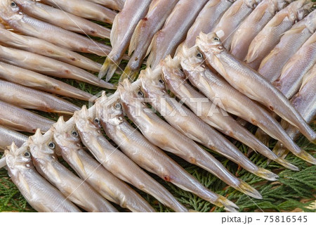 北海道の美味しいししゃも 75816545