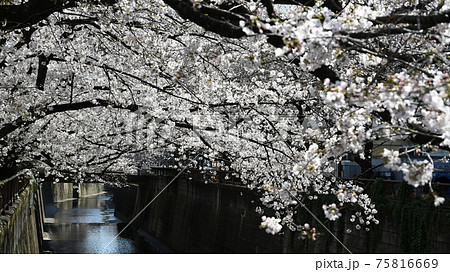 目黒川の桜 高画質 薄ピンクの写真素材