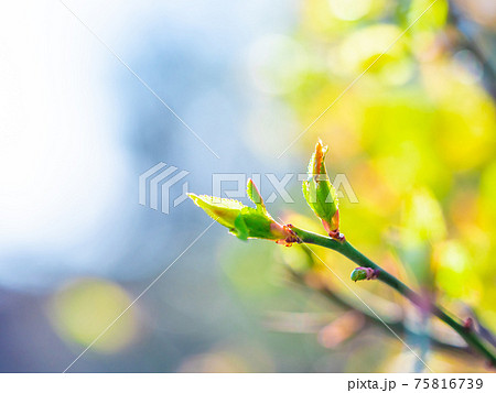 梅の芽吹き 75816739