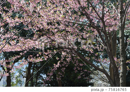 植物園 75816765