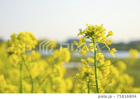 江戸川河川敷（上矢切）の菜の花 75816804