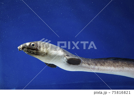 ホタテウミヘビ　ウミヘビ　ウナギ 75816821