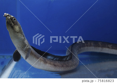 ホタテウミヘビ　ウミヘビ　ウナギ 75816823