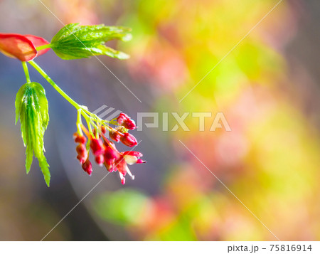イロハモミジの若葉と花 75816914